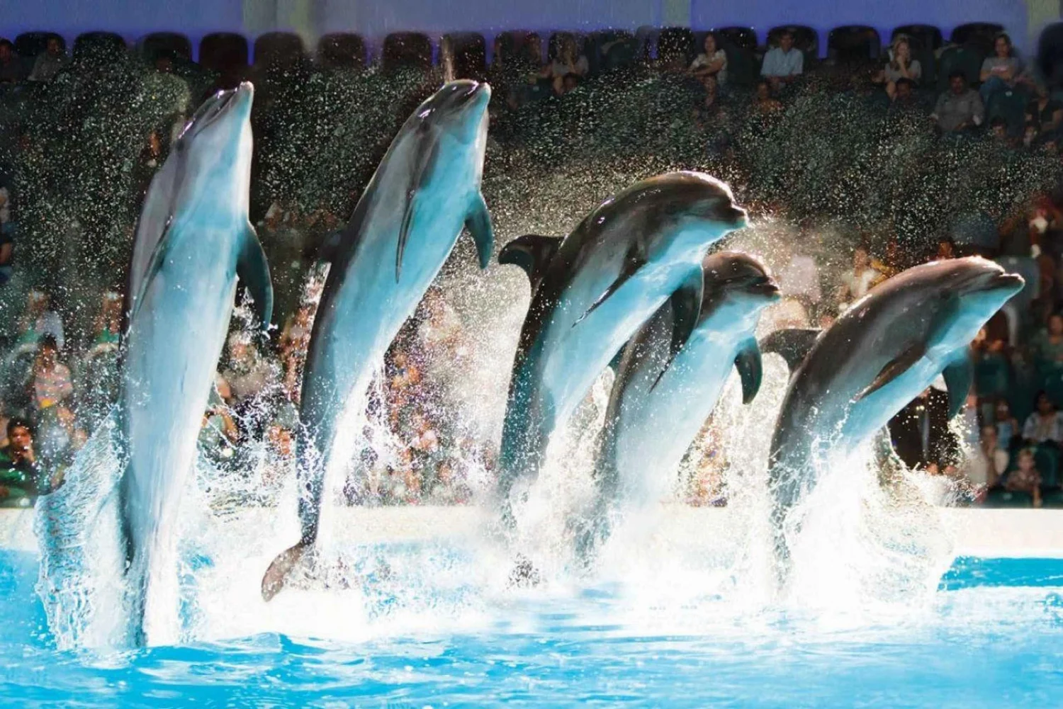 Dolphins performing tricks at Dubai Dolphinarium.